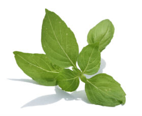 10 beneficii ale busuiocului de Pasti 10 beneficii ale busuiocului de Pasti